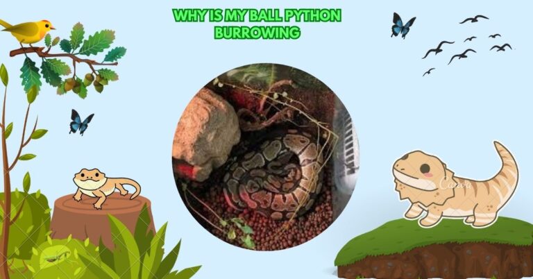 Why Is My Ball Python Burrowing​