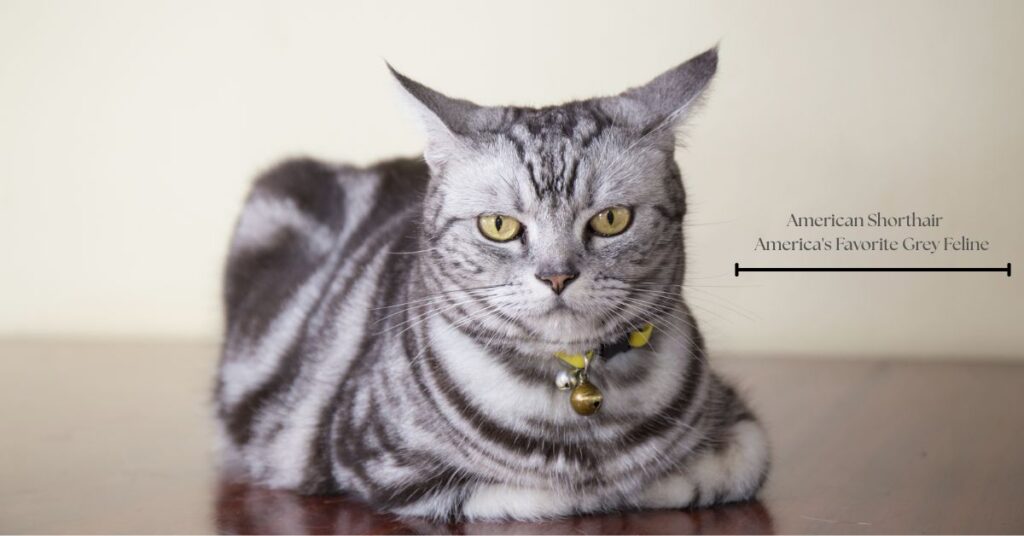 american-shorthair-americas-favorite-grey-feline