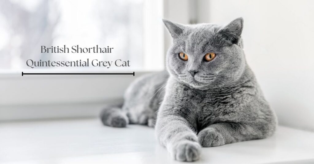 british-shorthair-quintessential-grey-cat