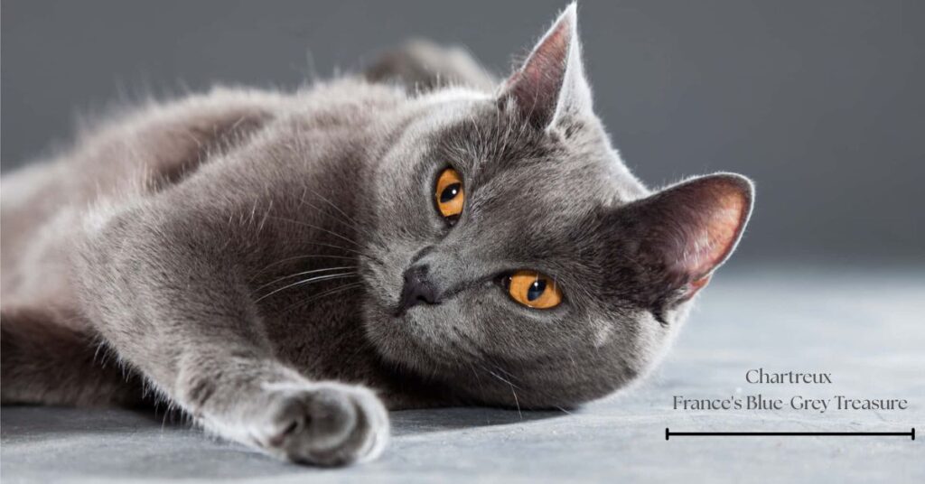 chartreux-frances-blue-grey-treasure