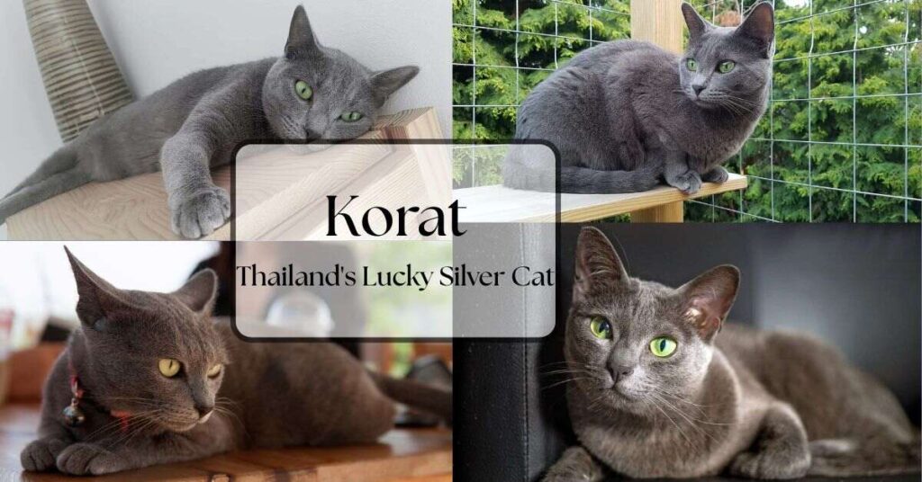 korat-thailands-lucky-silver-cat
