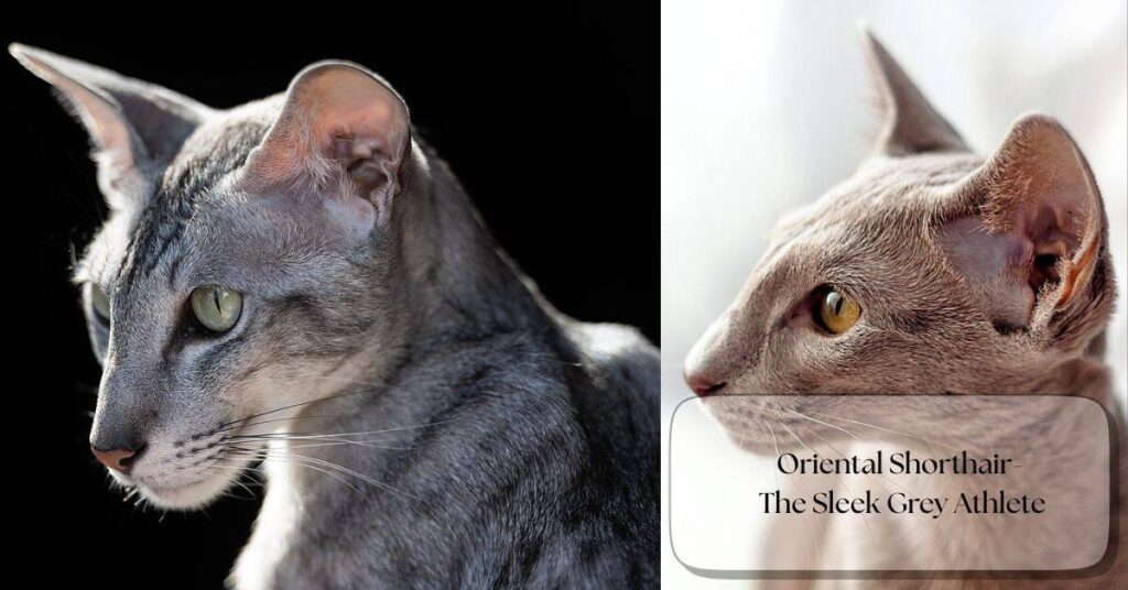 oriental-shorthair-the-sleek-grey-athlete