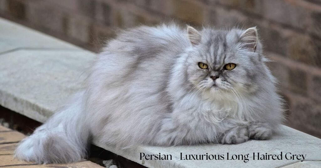 persian-luxurious-long-haired-grey