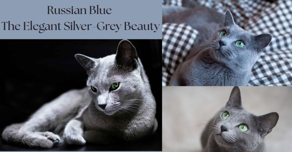 russian-blue-the-elegant-silver-grey-beauty