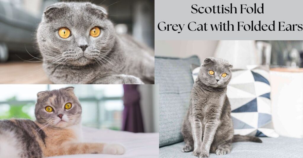 scottish-fold-the-grey-cat-with-folded-ears