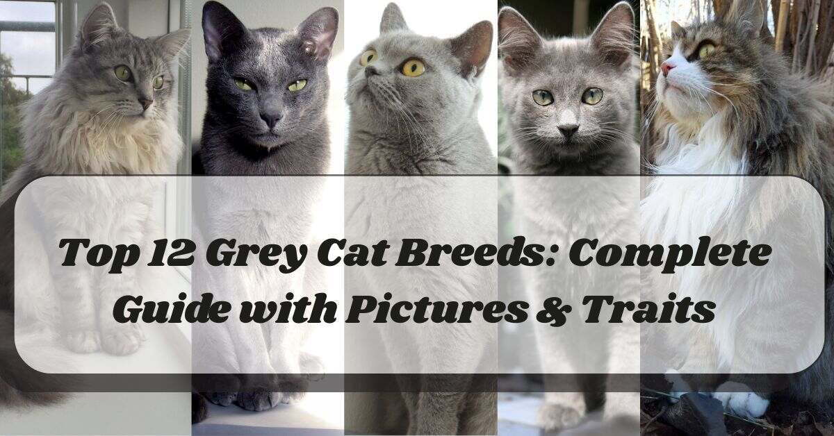 top-12-grey-cat-breeds