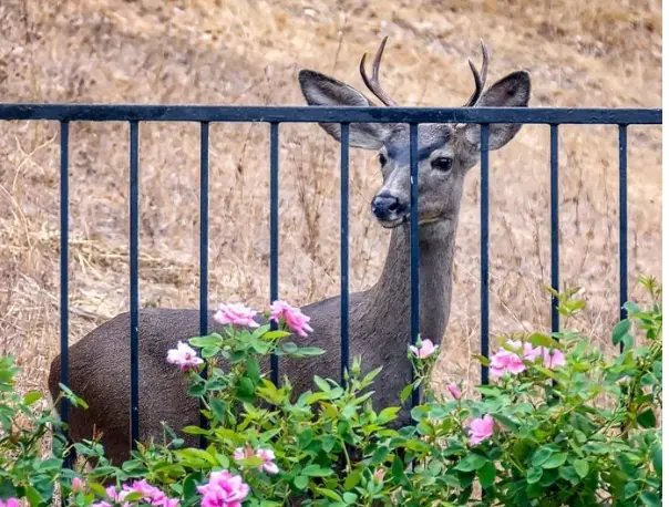 Top 5 Affordable Deer Fencing Options for Small Gardens and Hobby Farms